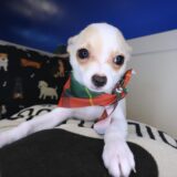 Magnum Chihuahua 03
