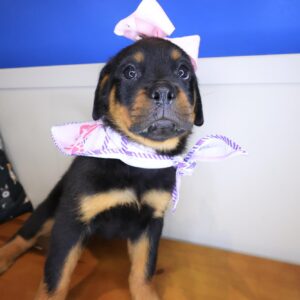 Majest Rottweiler 01 Majest Rottweiler 01