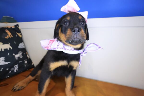 Majest Rottweiler 01