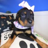 Majest Rottweiler 02