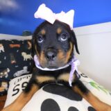 Majest Rottweiler 03