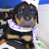 Majest Rottweiler 04