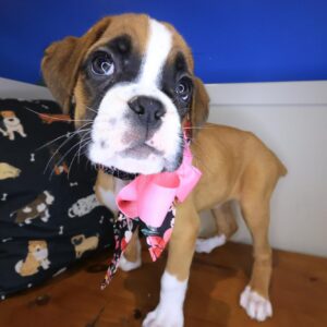 Marigold Boxer 01 Marigold Boxer 01