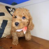 Marilyn Cavapoo 01