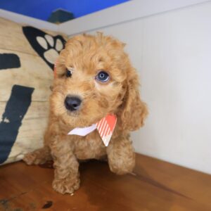 Marilyn Cavapoo 01 Marilyn Cavapoo 01