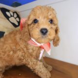 Marilyn Cavapoo 02