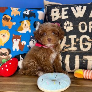 Mavis Poodle 01 Mavis Poodle 01