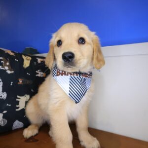 Melo Golden Retriever 01 Melo Golden Retriever 01