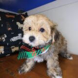 Mickey Morkie 01
