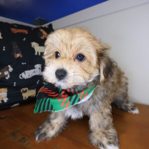 Mickey Morkie 01 Mickey Morkie 01