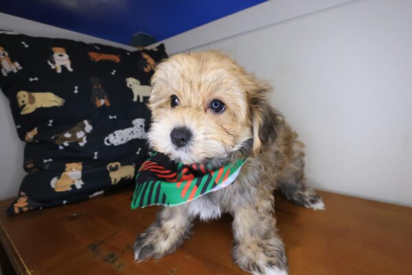 Mickey Morkie 01