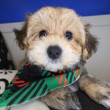 Mickey Morkie 02