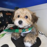 Mickey Morkie 03