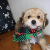 Mickey Morkie 04