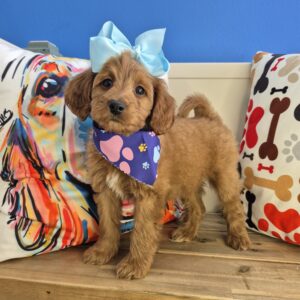 Mika Goldendoodle 01 Mika Goldendoodle 01