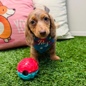 Milky Dachshund 01 Milky Dachshund 01