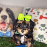 Milla Sheepadoodle 03