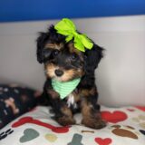 Milla Sheepadoodle 04