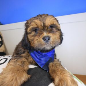 Miro Shihpoo 01 Miro Shihpoo 01