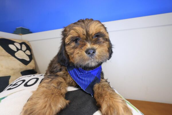 Miro Shihpoo 01