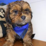 Miro Shihpoo 02