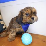 Miro Shihpoo 03
