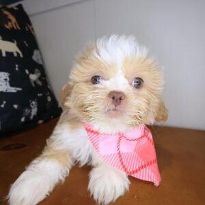 Misty Shih Tzu 01 Misty Shih Tzu 01