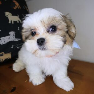 Moses Malshi 01 Moses Malshi 01