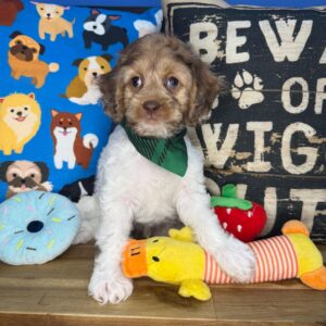 Nacho Cockapoo 01 Nacho Cockapoo 01