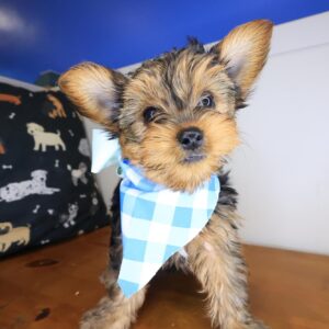 Nadine Yorkiepoo 01 Nadine Yorkiepoo 01