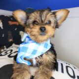 Nadine Yorkiepoo 02