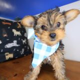 Nadine Yorkiepoo 04