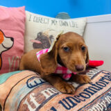 Nancy Dachshund 01