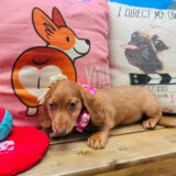 Nancy Dachshund 04