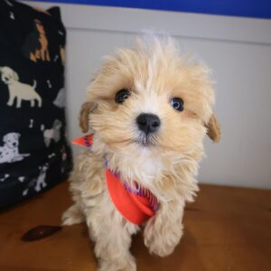 Nano Maltipoo 01 Nano Maltipoo 01