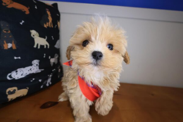 Nano Maltipoo 01