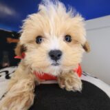 Nano Maltipoo 02