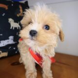 Nano Maltipoo 03