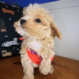 Nano Maltipoo 04