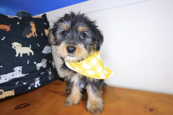 Nemo Shorkie 01