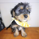 Nemo Shorkie 03