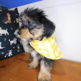 Nemo Shorkie 04