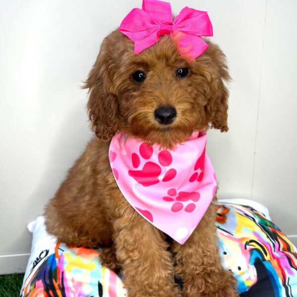 Nephy Goldendoodle 01