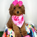 Nephy Goldendoodle 02