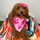 Nephy Goldendoodle 03