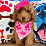 Nephy Goldendoodle 04
