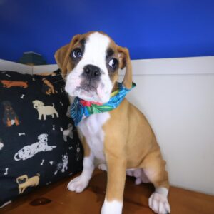 Nikita Boxer 01 Nikita Boxer 01