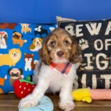 Nipper Cockapoo 01