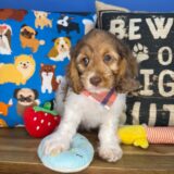 Nipper Cockapoo 03