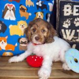 Nipper Cockapoo 04